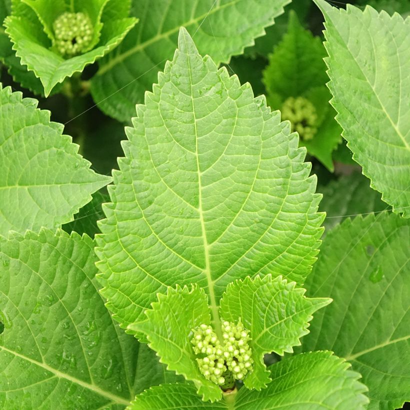 Hortensia - Hydrangea macrophylla Beautensia Spike (Feuillage)
