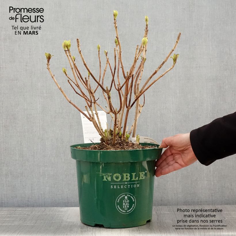 Spécimen de Hortensia macrophylla Belle Séduction tel que livré au printemps