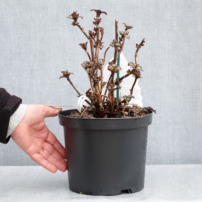 Spécimen de Hortensia - Hydrangea macrophylla Benthe - Pot de 4L/5L tel que livré au printemps