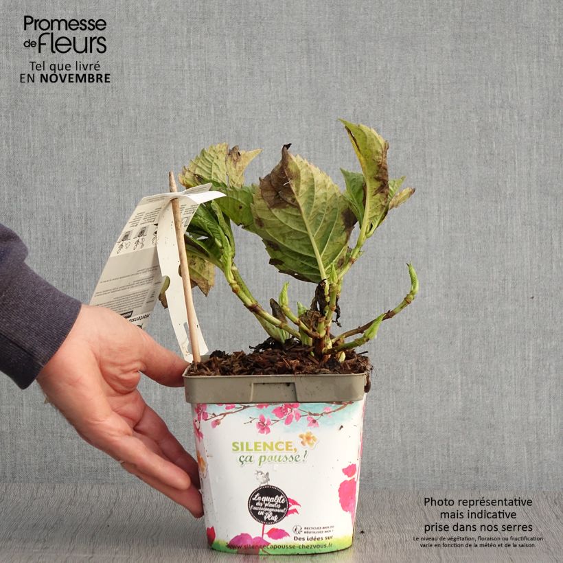 Spécimen de Hortensia - Hydrangea macrophylla Big Data Pink Pot de 2L/3L, 5/6 branches tel que livré en automne