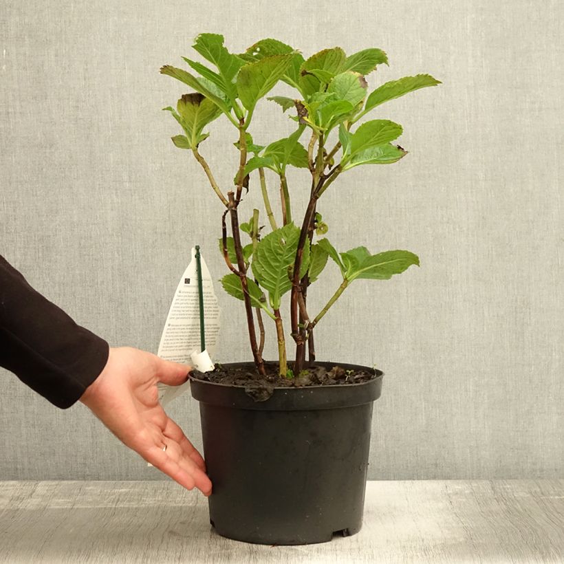 Spécimen de Hortensia - Hydrangea macrophylla Black Steel Purple Pot de 4L/5L tel que livré en automne