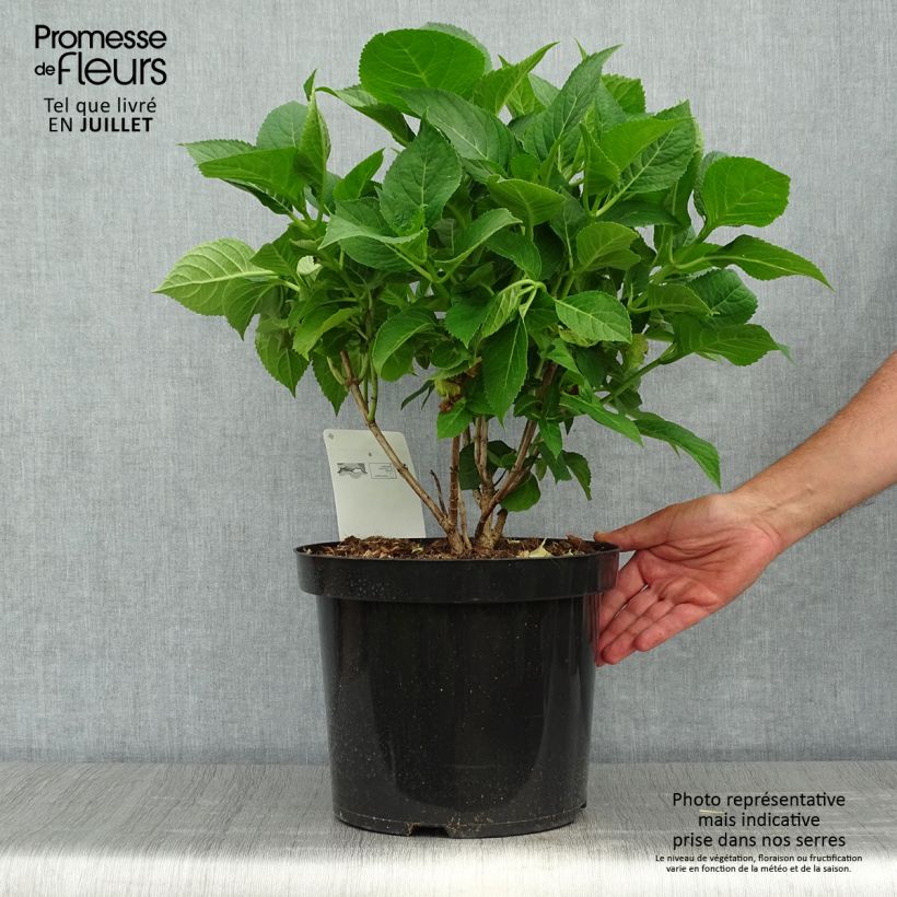 Spécimen de Hortensia - Hydrangea macrophylla Blaumeise Pot de 7,5L/10L tel que livré en été
