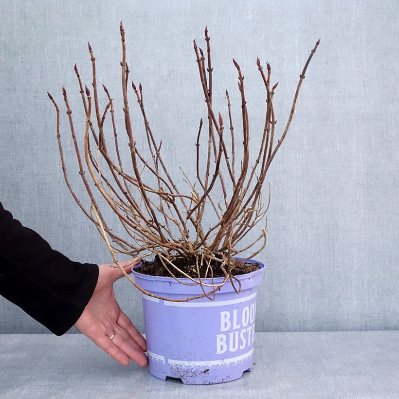 Spécimen de Hortensia - Hydrangea macrophylla Bloombuster rose Pot de 4L/5L tel que livré en hiver