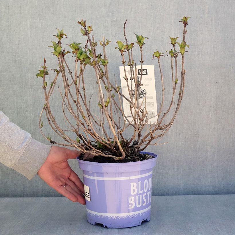 Spécimen de Hortensia - Hydrangea macrophylla Bloombuster rose - Pot de 4L/5L tel que livré au printemps