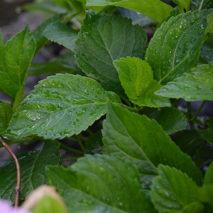 Hortensia - Hydrangea macrophylla Bodensee (Feuillage)