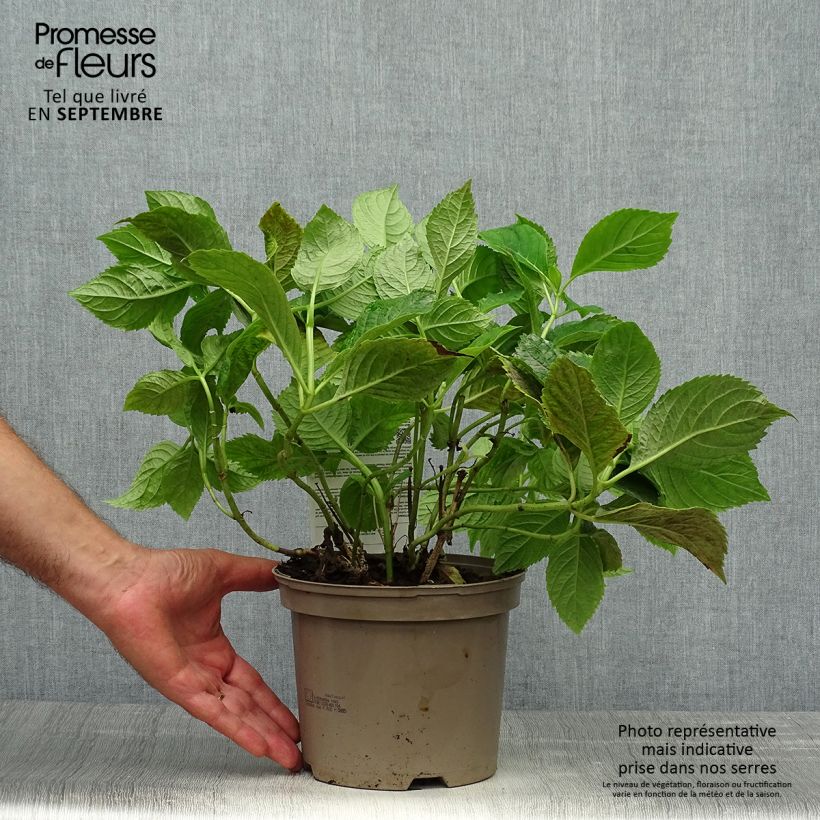 Spécimen de Hortensia - Hydrangea macrophylla Bouquet Rose Pot de 2L/3L tel que livré en automne