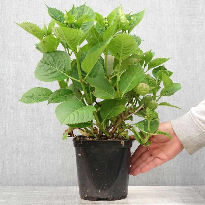 Spécimen de Hortensia - Hydrangea macrophylla Buchfink Pot de 2L/3L tel que livré en été