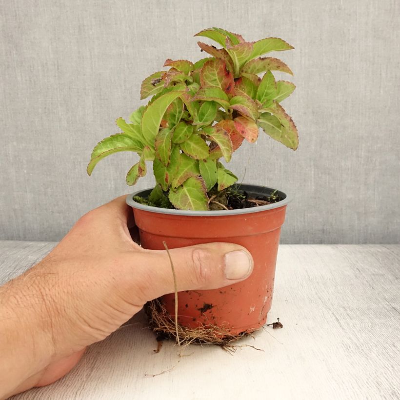 Spécimen de Hortensia - Hydrangea macrophylla Caipirinha Pot de 12 cm / 13 cm tel que livré en été