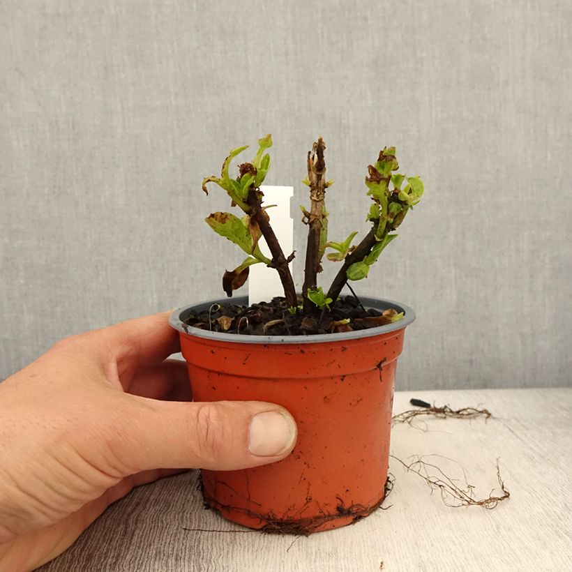 Spécimen de Hortensia - Hydrangea macrophylla Caipirinha - Pot de 12 cm tel que livré au printemps