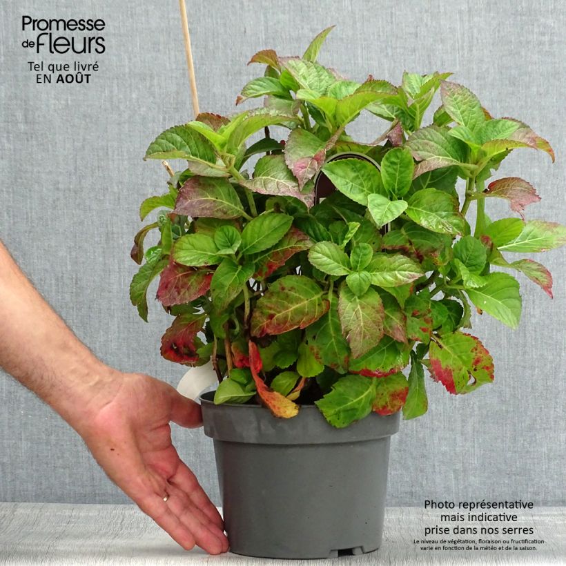 Spécimen de Hortensia - Hydrangea macrophylla Caipirinha Pot de 2L/3L tel que livré en été