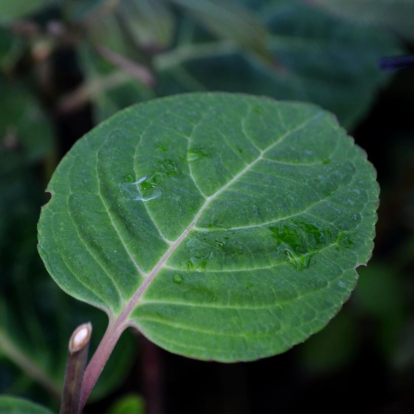 Hortensia - Hydrangea macrophylla Camino (Feuillage)