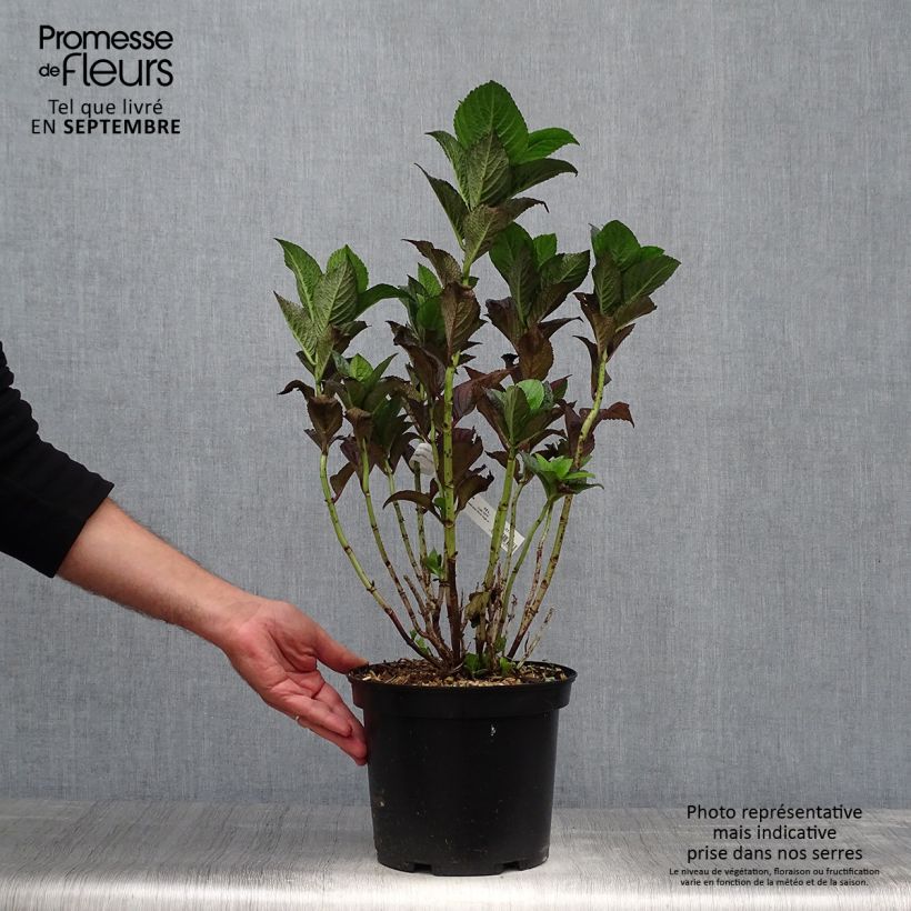 Spécimen de Hortensia - Hydrangea macrophylla Chocolate Ever Belles Hokomachoko Pot de 4L/5L tel que livré en automne