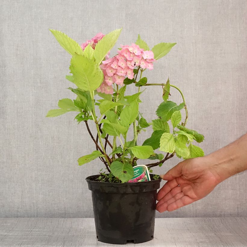 Spécimen de Hortensia - Hydrangea macrophylla Deutschland Pot de 2L/3L tel que livré en été