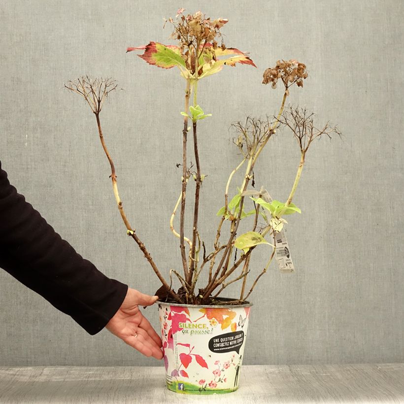 Spécimen de Hortensia - Hydrangea macrophylla Dolce Fragola Pot de 4L/5L tel que livré en automne