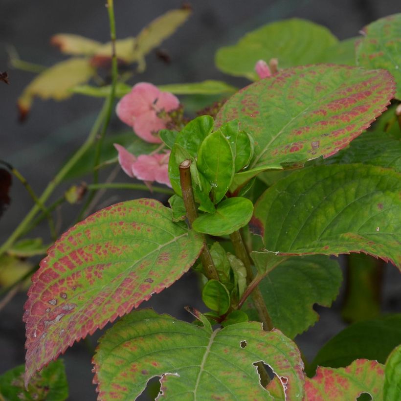 Hortensia - Hydrangea macrophylla Dolce Gipsy (Feuillage)