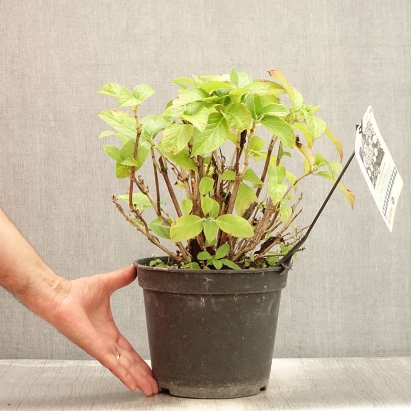 Spécimen de Hortensia - Hydrangea macrophylla Dolce Gipsy Pot de 4L/5L tel que livré en été