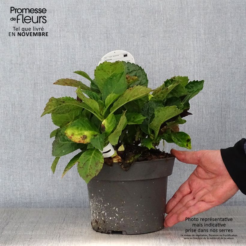 Spécimen de Hortensia - Hydrangea macrophylla Early Blue Pot de 2L/3L tel que livré en automne