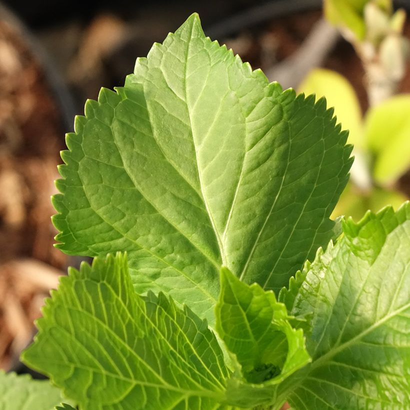 Hortensia - Hydrangea macrophylla Early Blue (Feuillage)