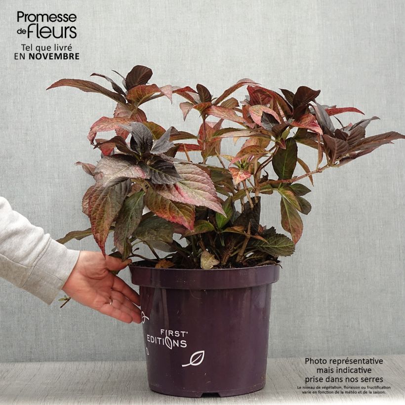Spécimen de Hortensia - Hydrangea macrophylla Eclipse Pot de 3L/4L tel que livré en automne