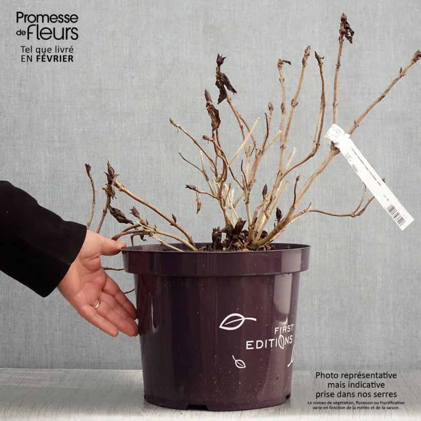 Spécimen de Hortensia - Hydrangea macrophylla Eclipse - Pot de 3L/4L tel que livré en hiver