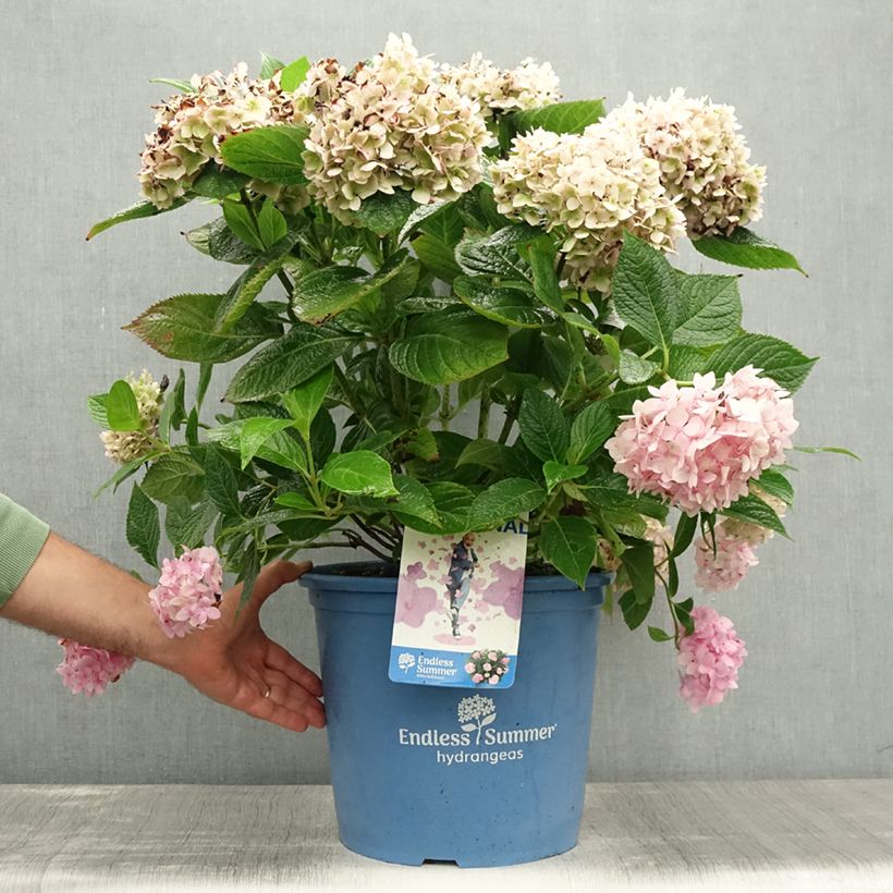 Spécimen de Hortensia - Hydrangea macrophylla Endless Summer The Original (Rose) Pot de 12L/15L tel que livré en été