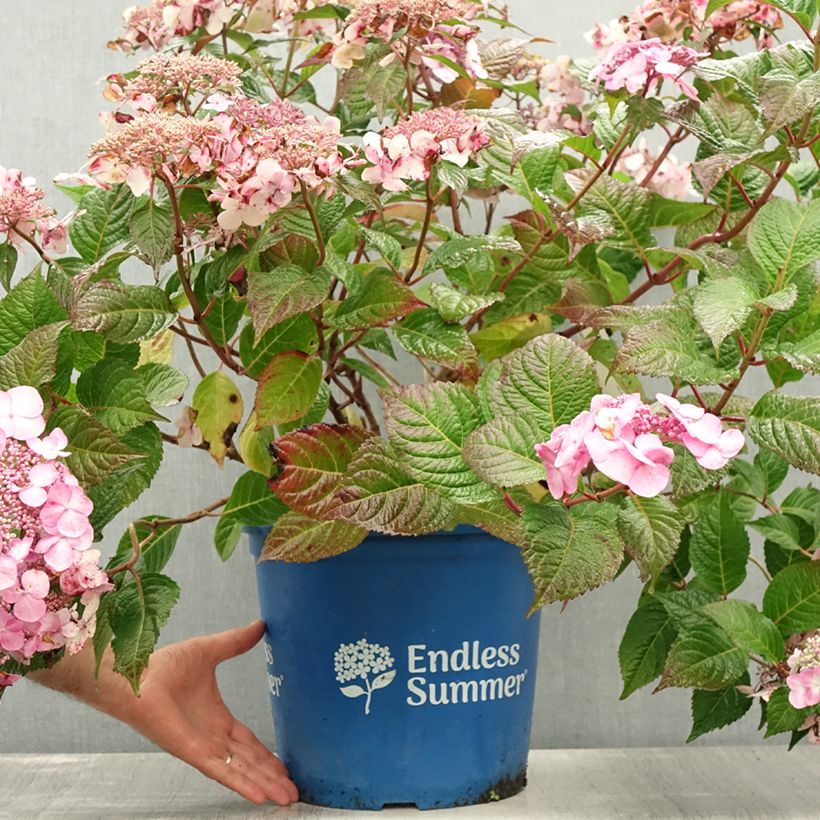 Spécimen de Hortensia - Hydrangea macrophylla Endless Summer Twist and Shout Pot de 12L/15L tel que livré en été