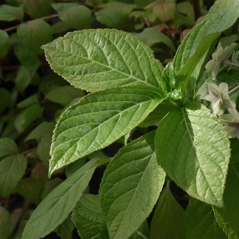 Hortensia - Hydrangea macrophylla Etoile Violette (Feuillage)