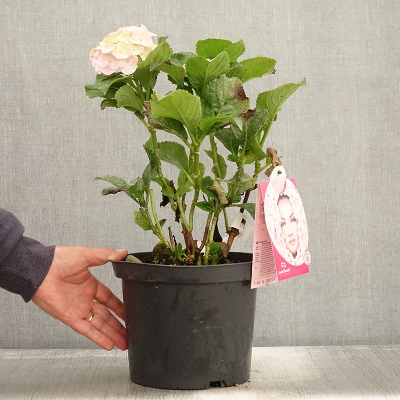 Spécimen de Hortensia - Hydrangea macrophylla Everbloom Pink Wonder Pot de 4L/5L tel que livré en automne