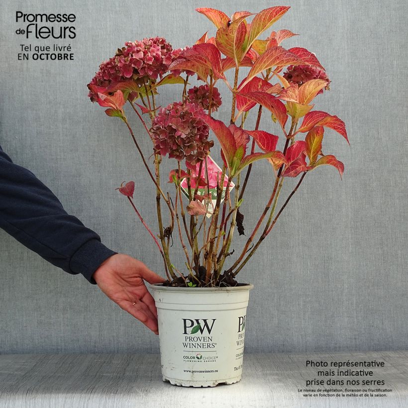 Spécimen de Hortensia - Hydrangea macrophylla Flair & Flavours' Sweet Cupcake Pot de 4L/5L tel que livré en automne