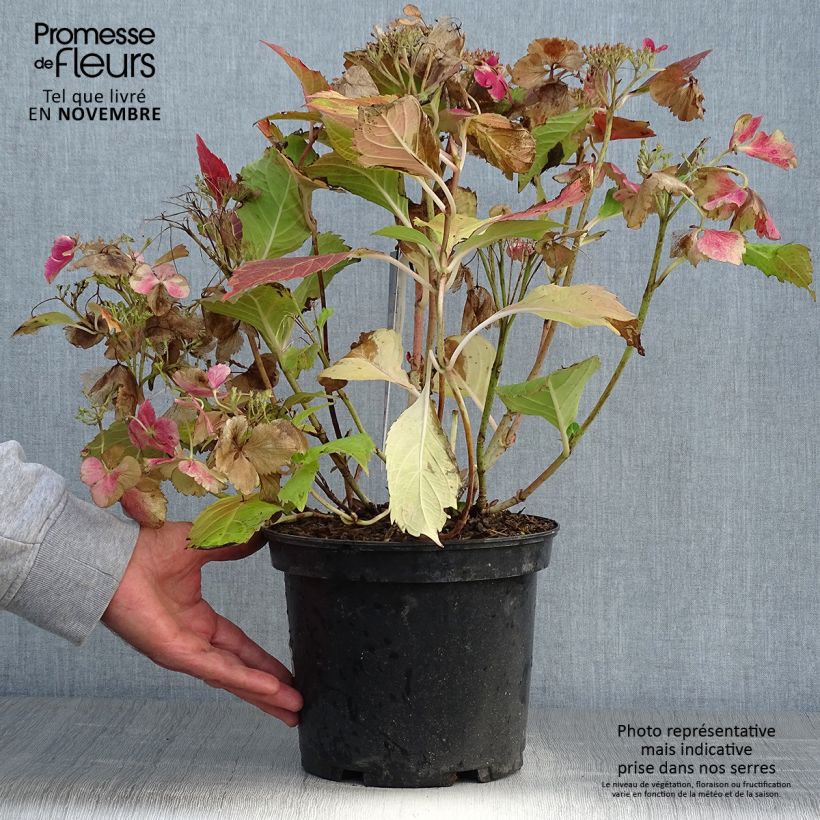 Spécimen de Hortensia - Hydrangea macrophylla French Cancan Pot de 4L/5L tel que livré en automne