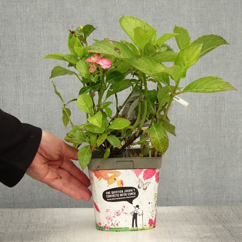 Spécimen de Hortensia - Hydrangea macrophylla Freudenstein Pot de 2L/3L tel que livré en été