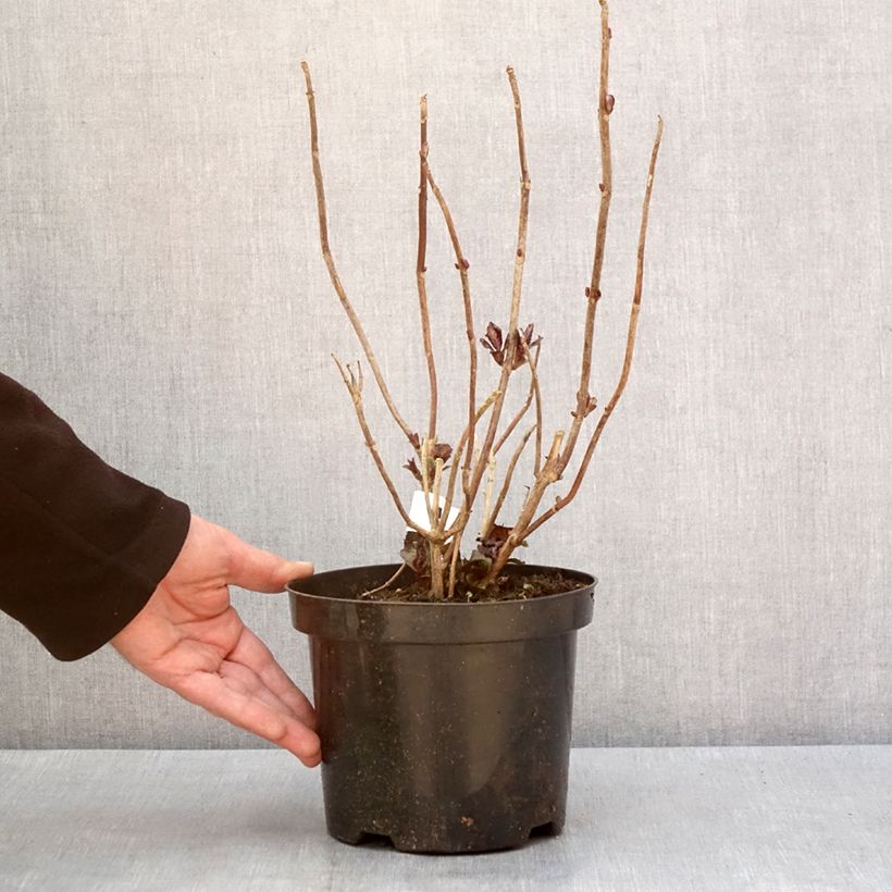 Spécimen de Hortensia - Hydrangea macrophylla Gräfin Cosel Pot de 3L/4L tel que livré en hiver