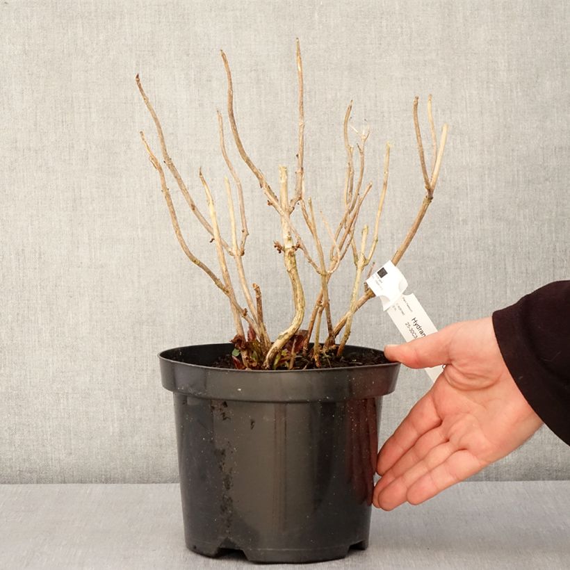Spécimen de Hortensia - Hydrangea macrophylla Gräfin Cosel - Pot de 3L/4L tel que livré au printemps