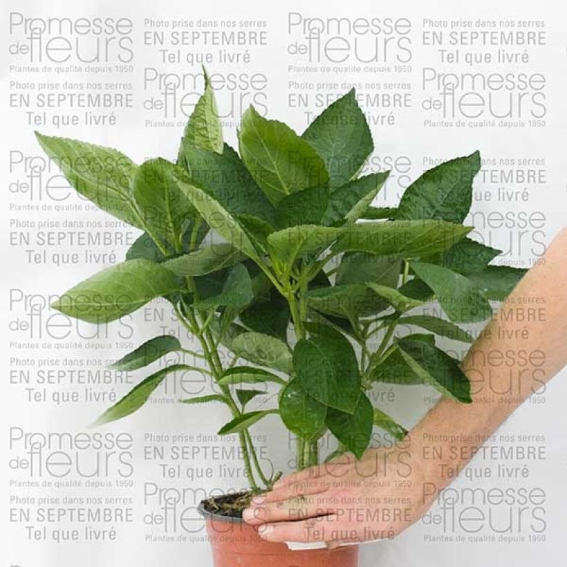 Exemple de spécimen de Hortensia - Hydrangea macrophylla Great Star Blanc Bleu en pot de 2L tel que livré