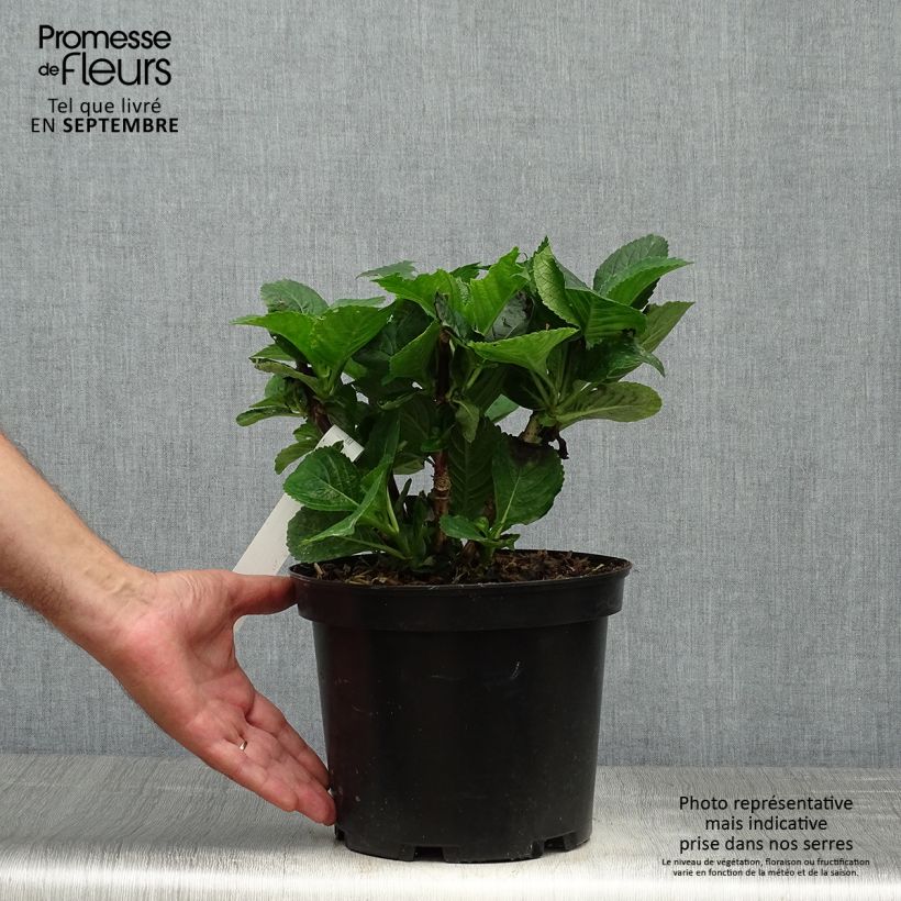 Spécimen de Hortensia - Hydrangea macrophylla Green Ever Belles Pot de 2L/3L tel que livré en automne