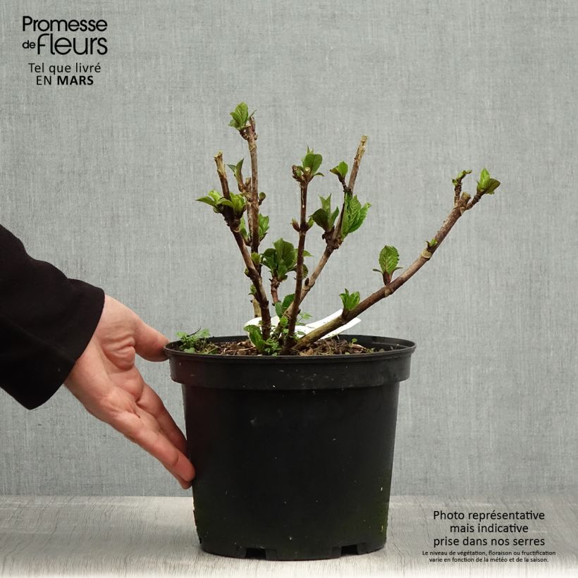Spécimen de Hortensia - Hydrangea macrophylla Green Ever Belles 'Hortmagreclo' Pot de 2L/3L tel que livré au printemps