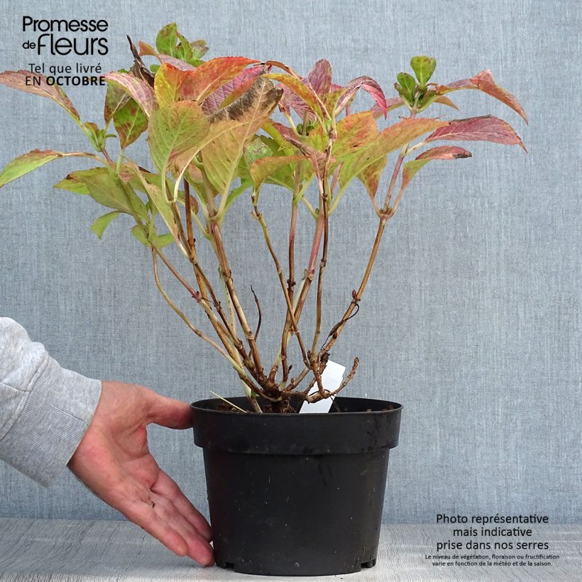 Spécimen de Hortensia - Hydrangea macrophylla Green Shadow Pot de 2L/3L tel que livré en automne