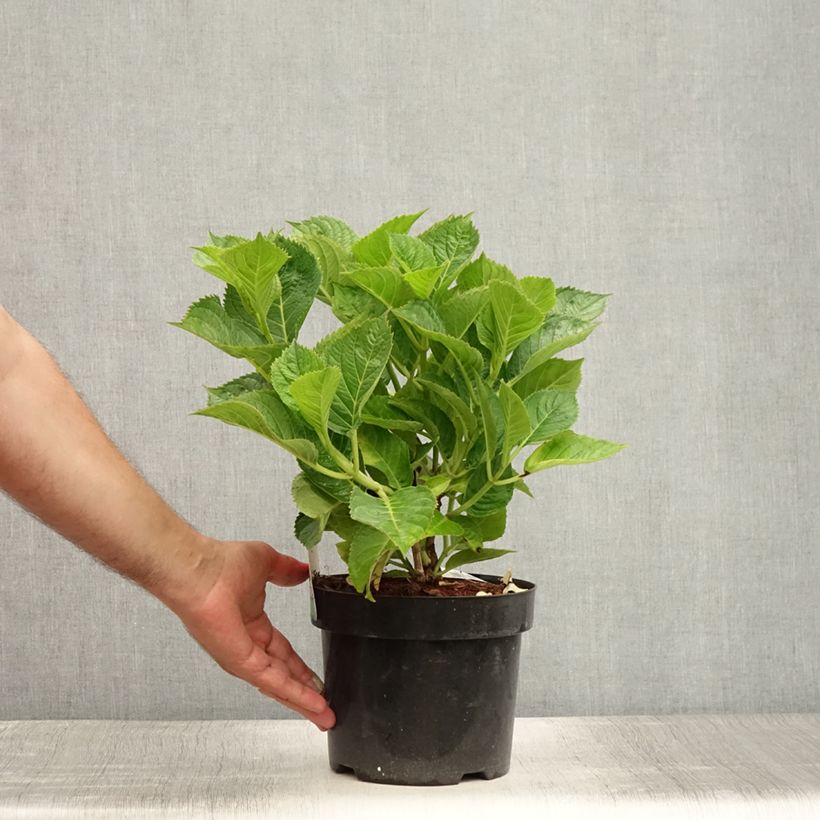 Spécimen de Hortensia - Hydrangea macrophylla Kardinal Pot de 2L/3L tel que livré en été