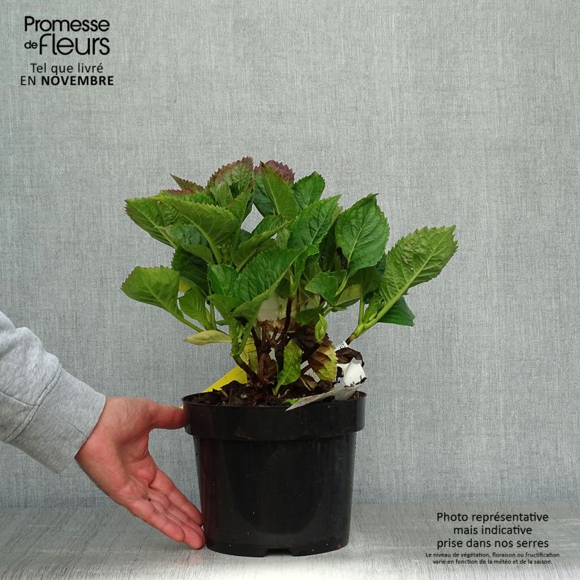 Spécimen de Hortensia - Hydrangea macrophylla Kardinal Violet Pot de 2L/3L tel que livré en automne