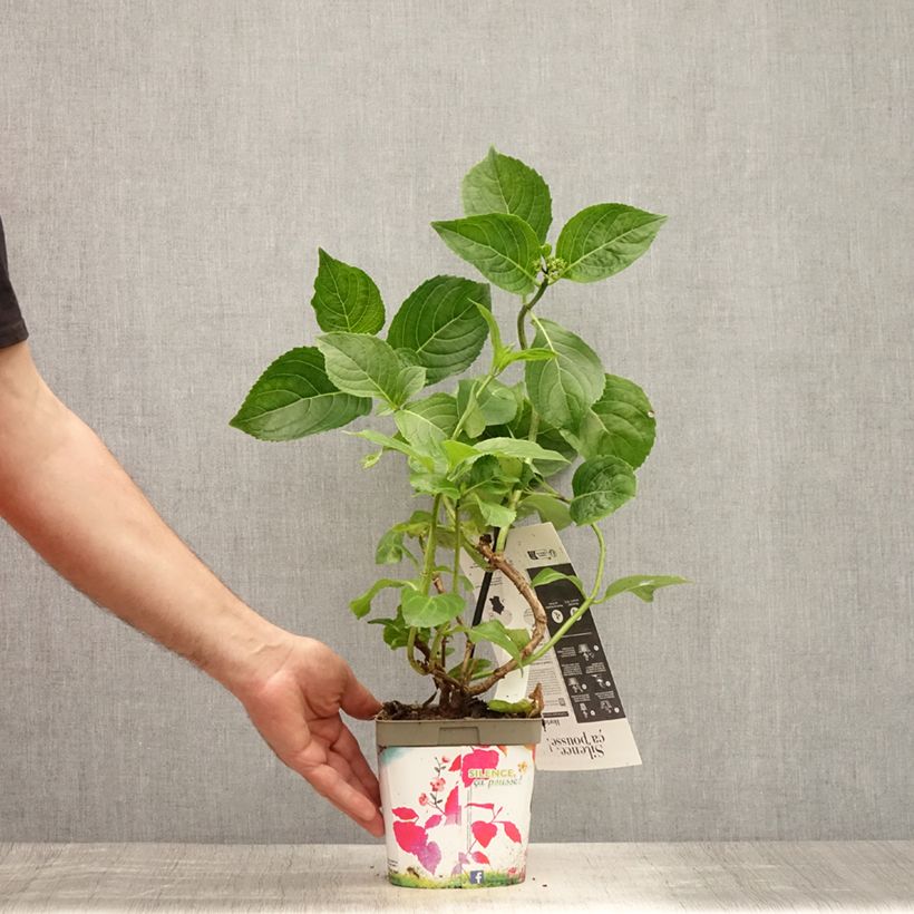 Spécimen de Hortensia - Hydrangea macrophylla Kazan Pot de 2L/3L tel que livré en été