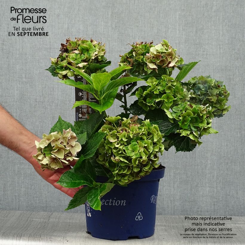 Spécimen de Hortensia - Hydrangea macrophylla Lady Mata Hari tel que livré en automne