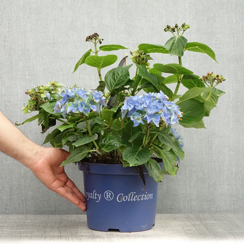 Spécimen de Hortensia - Hydrangea macrophylla Lady Mata Hari - Pot de 4L/5L tel que livré au printemps