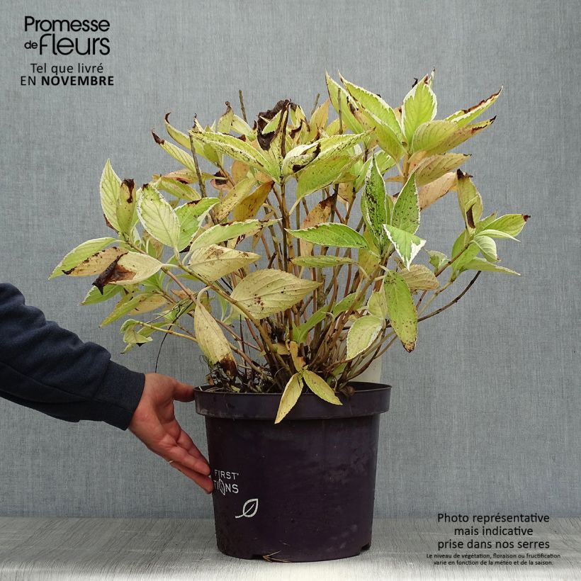 Spécimen de Hortensia - Hydrangea macrophylla Light'o'Day Pot de 7,5L/10L tel que livré en automne
