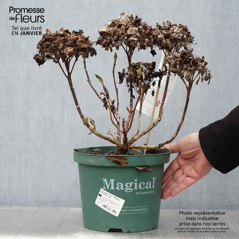 Spécimen de Hortensia - Hydrangea macrophylla Magical Amethyst Pot de 4L/5L tel que livré en hiver