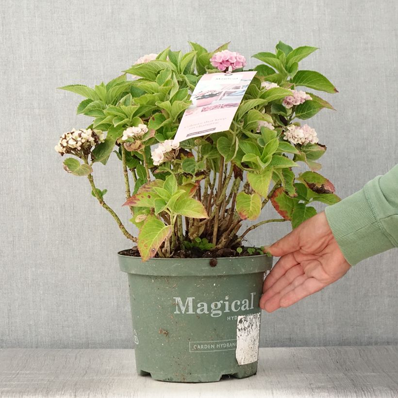 Spécimen de Hortensia - Hydrangea macrophylla Magical Coral rosa Pot de 4L/5L tel que livré en été