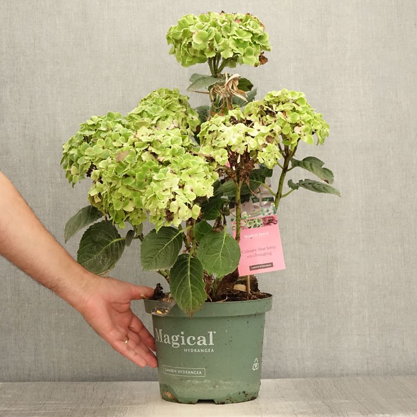 Spécimen de Hortensia - Hydrangea macrophylla Magical Jewel rosa Pot de 4L/5L tel que livré en été