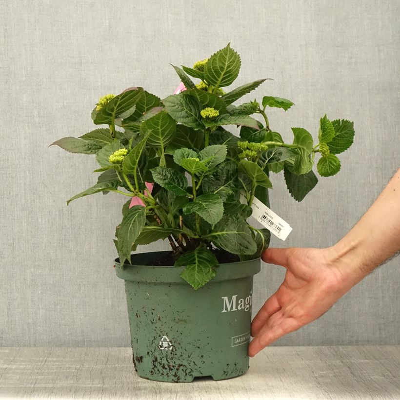 Spécimen de Hortensia - Hydrangea macrophylla Magical Jewel rosa - Pot de 4L/5L tel que livré au printemps