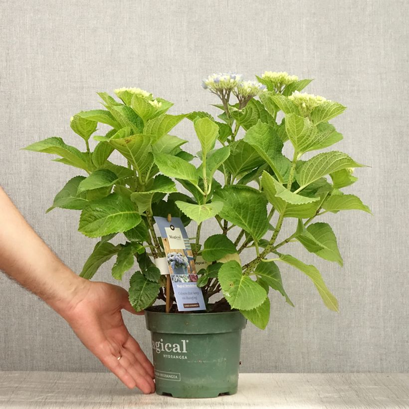 Spécimen de Hortensia - Hydrangea macrophylla Magical Revolution Bleu Pot de 1,5L/2L tel que livré en été