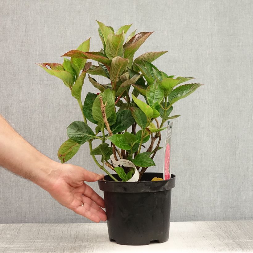 Spécimen de Hortensia - Hydrangea macrophylla Merveille Sanguine Pot de 2L/3L tel que livré en été