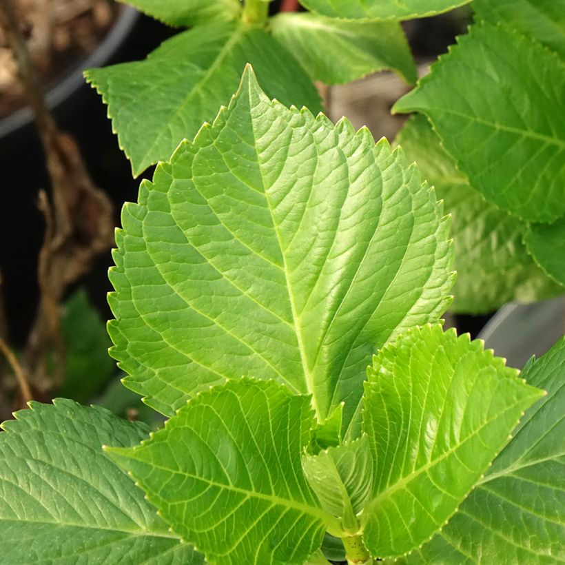 Hortensia - Hydrangea macrophylla Messalina (Feuillage)